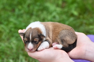 Beau